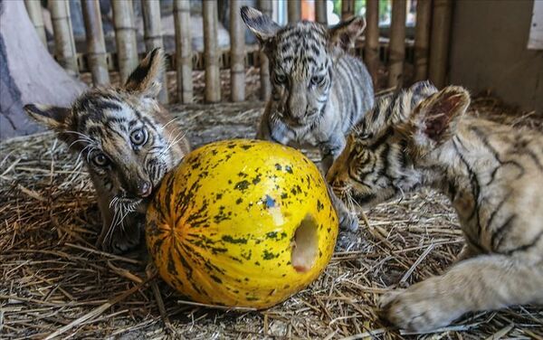 Aslan, Sibirya kaplanı, Bengal kaplanı, karakulak, vaşak, puma, siyah leopar gibi 13 türden canlıya ev sahipliği yapan Aslan Park'ta, 2 Bengal kaplanı, 2 Sibirya kaplanı ve 3 yavru Bengal kaplanına, kutlamalar kapsamında sevdikleri yiyecekler ve oyuncaklar verildi. - Sputnik Türkiye