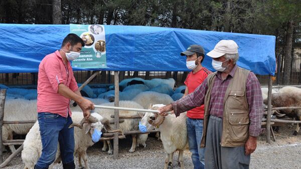  Salgına dikkat çekmek için pazarda koyunlarına maske taktı - Sputnik Türkiye
