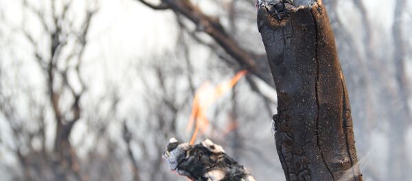 orman yangını orman yangını - Sputnik Türkiye