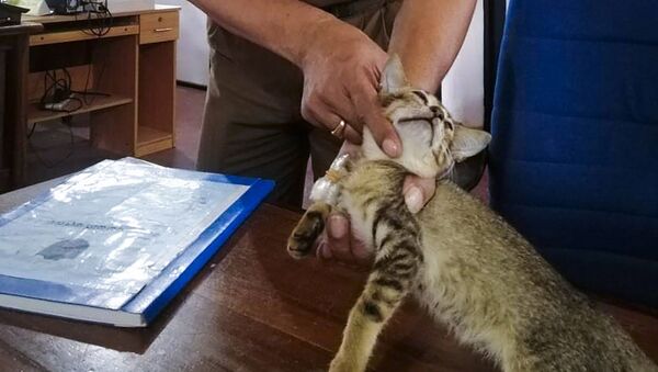 Uyuşturucu kuryesi kedi hapishaneden kaçtı, Sri Lanka - Sputnik Türkiye