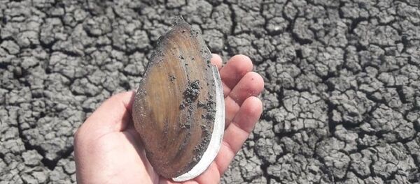 Edirne’nin Uzunköprü ilçesinde bulunan Kurtbey Göleti - Sputnik Türkiye