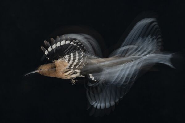 2020 Yılının Kuş Fotoğrafçısı Yarışması'nın kazananları - Sputnik Türkiye