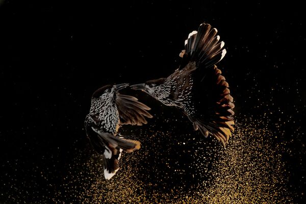 2020 Yılının Kuş Fotoğrafçısı Yarışması'nın kazananları - Sputnik Türkiye