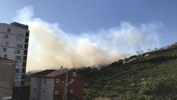 Maltepe'de orman yangını - Sputnik Türkiye