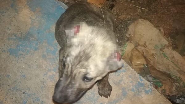 Batman'ın Kozluk ilçesinde kimliği henüz belirlenemeyen kişi veya kişiler tarafından iki köpek yavrusunun kulakları kesildi. - Sputnik Türkiye