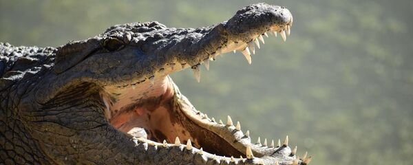 Timsah Timsah - Sputnik Türkiye