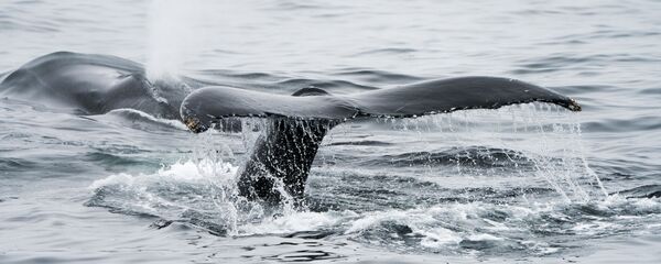 Kambur balina - Sputnik Türkiye