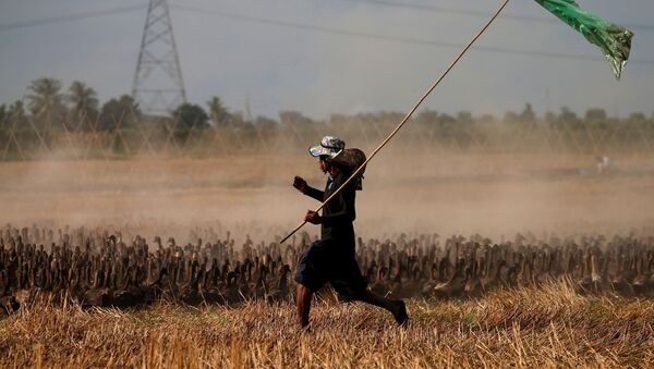 Pirinç hasadının tamamlandığı Tayland’da, tarlada kalan salyangoz gibi bitki zararlılarına karşı mücadele etmek amacıyla yaklaşık 10 bin ördekten oluşan bir ‘ordu’ göreve çağrıldı. - Sputnik Türkiye