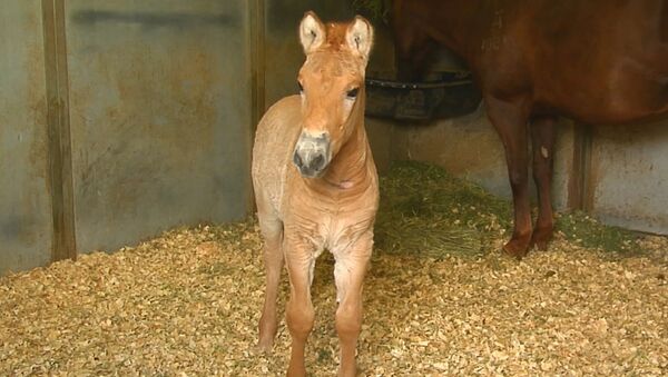 ABD'de ilk klonlanan Przewalski atı doğdu - Sputnik Türkiye