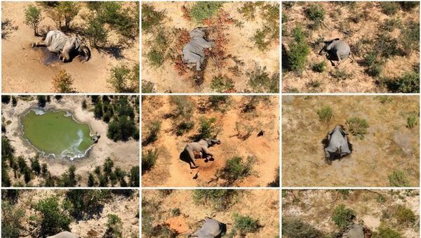 Afrika ülkesi Botsvana'da son aylarda yüzlerce filin ölü bulunmasıyla ilgili soruşturmada, sudaki bakterilerin ürettiği zehirlerden şüpheleniliyor. - Sputnik Türkiye