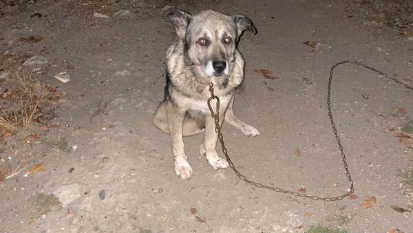 Komşusunun üç köpeğini bıçaklayıp birini öldürdü - Sputnik Türkiye