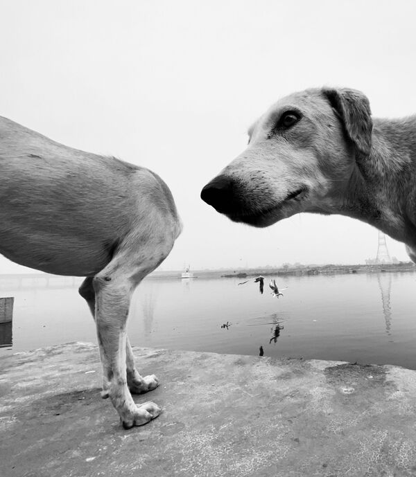 Komik Evcil Hayvan Fotoğrafları Yarışması 2020 finalistleri - Sputnik Türkiye