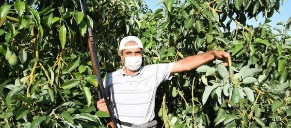 Antalya'nın Kumluca ilçesindeki avokado bahçeleri, hırsızların yeni hedefi oldu. Avokadonun tanesinin pazarda 10 liraya satılması sonrasında, ilçedeki birçok bahçede hırsızlık yaşandı. Üreticiler, hırsızlara karşı önlem almaya başladı. - Sputnik Türkiye