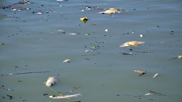 Muş’ta, Karasu Nehri’nde meydana gelen balık ölümleri tedirginlik yarattı. - Sputnik Türkiye