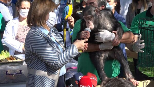 Gaziantep Büyükşehir Belediye Başkanı Şahin, bir maymunun taşlı saldırısına uğradı - Sputnik Türkiye