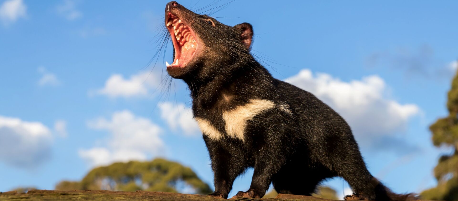 Avustralyalı Nuh'un Gemisi örgütü, Avustralya anakarasında doğaya saldığı Tazmanya canavarlarının görüntülerini paylaştı. - Sputnik Türkiye, 1920, 05.10.2020