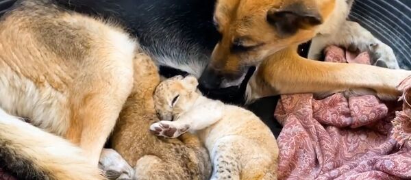 Rusya'da Alman kurdu cinsi köpek, aslan yavrularına annelik yaptı - Sputnik Türkiye