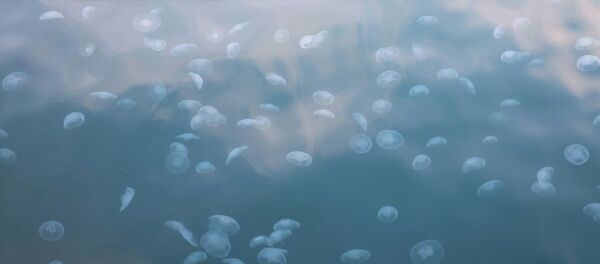 Tekirdağ Süleymanpaşa kıyı şeridinde denizanaları - Sputnik Türkiye