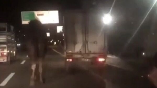 Bursa'da kamyonetin arkasına bağlanarak trafikte sürüklenen deveyi gören vatandaşlar sürücüye tepki gösterirken, hayvana yapılan eziyet kameraya yansıdı. - Sputnik Türkiye