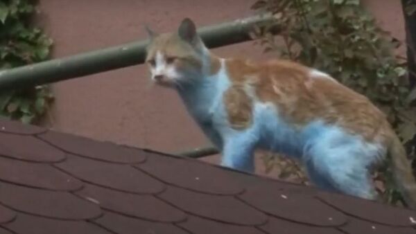 Küçükçekmece’de mavi kediler kameraya yansıdı - Sputnik Türkiye