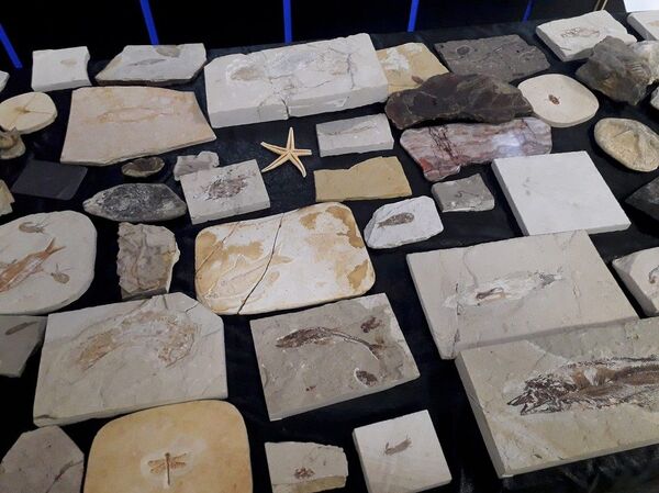 Adnan Oktar'ın evlerinden 150 milyon yıllık, 10 milyon dolar değerinde fosil çıktı - Sputnik Türkiye