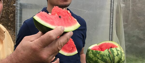 Göz hakkı - Sputnik Türkiye