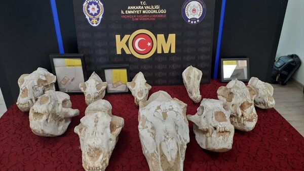 Adnan Oktar'ın evinden çıkan fosiller - Sputnik Türkiye