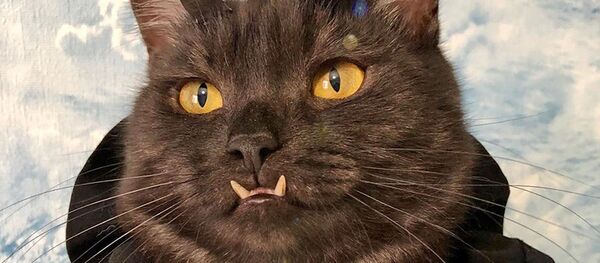 'Vampir' dişlerine sahip kedi, köpek barınakları için 'para topluyor' - Sputnik Türkiye