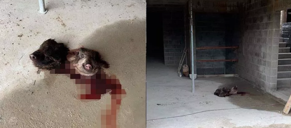 Fransa'da camiye saldırı - Sputnik Türkiye