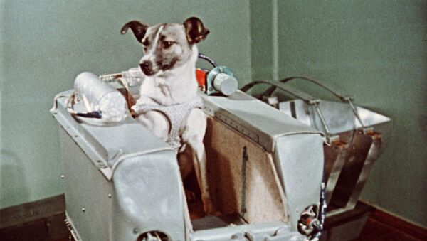 Uzay çıkan ilk canlı Layka adlı köpek - Sputnik Türkiye