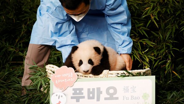 Güney Kore’de doğan ilk panda Fu Bao (Şanslı Hazine) - Sputnik Türkiye