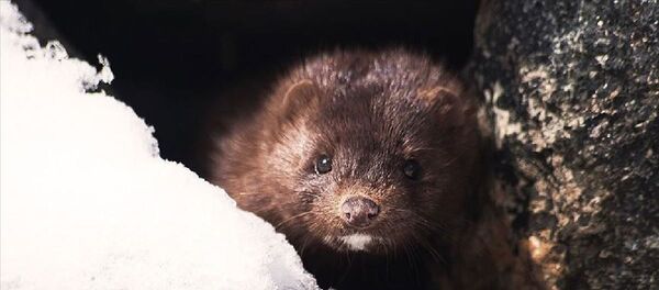 Vizon Vizon - Sputnik Türkiye