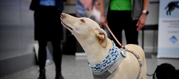 Finlandiya, koronavirüs testi yapan köpekler - Sputnik Türkiye