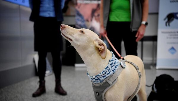 Finlandiya, koronavirüs testi yapan köpekler - Sputnik Türkiye