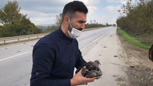 Sakarya'da yaralı Sığırcık kuşları - Sputnik Türkiye