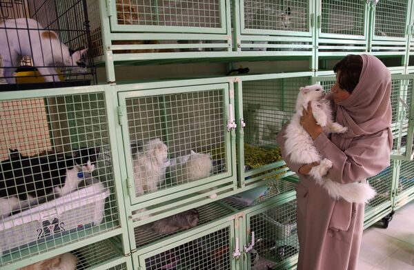 Yüzlerce kediyle yaşayan Ummanlı kadın - Sputnik Türkiye