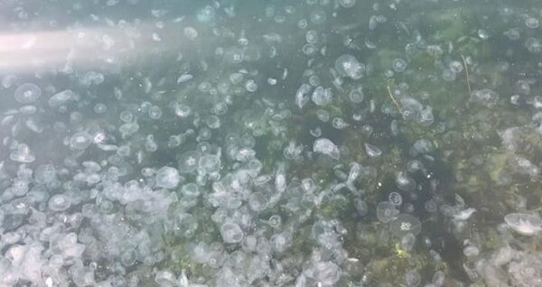 İstanbul'da binlerce denizanası, Kuleli sahili kıyısına vurdu. Sahile gezmek için gelen vatandaşlar denizanalarını görünce şaşkına döndü. - Sputnik Türkiye