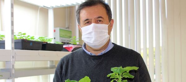 Tarlan Mammedov - Sputnik Türkiye