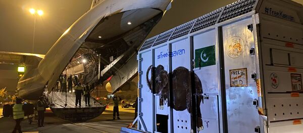 Kaavan isimli fil, uçağa bindirilerek Pakistan'dan Kamboçya'daki doğal yaşam sığınağına nakledildi. - Sputnik Türkiye