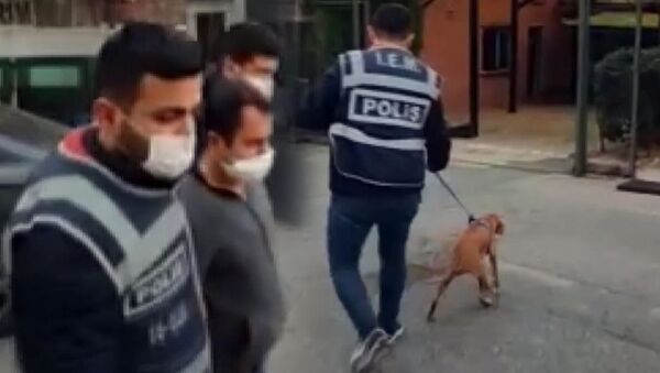Hayvanlara yönelik cinsel içerikli paylaşımda bulunan kişi serbest bırakıldı: 'İroni yaptım' - Sputnik Türkiye