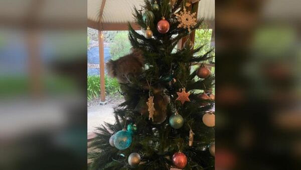 Noel ağacına tımanan koala - Sputnik Türkiye