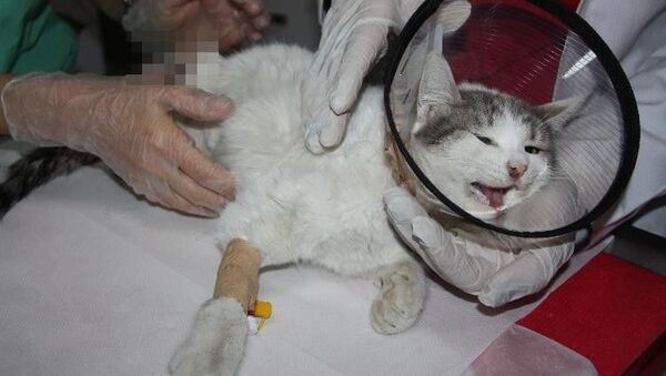 Diyarbakır’da patileri kesik halde bulunup veterinere götürülen kedi, burada yapılan tüm müdahalelere rağmen kurtarılamadı. - Sputnik Türkiye