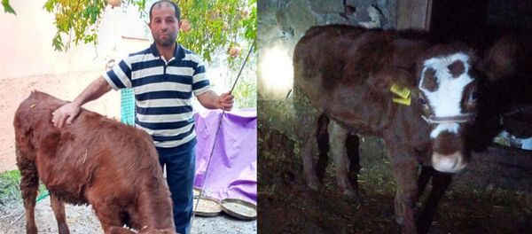 Buzağı- Cinsel saldırı - Sputnik Türkiye