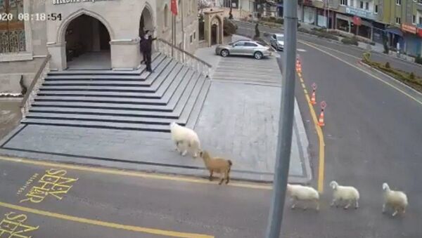 Nevşehir’de ahırdan kaçan 1 koyun, 1 keçi ve 3 kuzu, Nevşehir Belediye binasına geldi.  - Sputnik Türkiye
