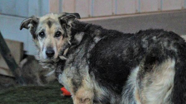 Tiner dökülerek yakılan köpek yaşama tutundu - Sputnik Türkiye
