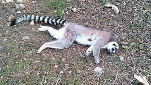 İzmir'in Bornova ilçesinde ormanlık alanda bir lemur ölü bulundu.  - Sputnik Türkiye