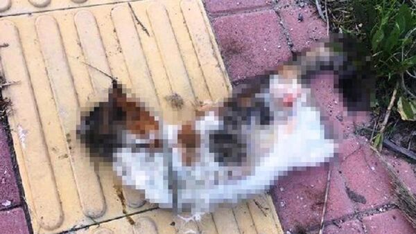 Bir kedi daha bacakları kesilerek öldürüldü - Sputnik Türkiye