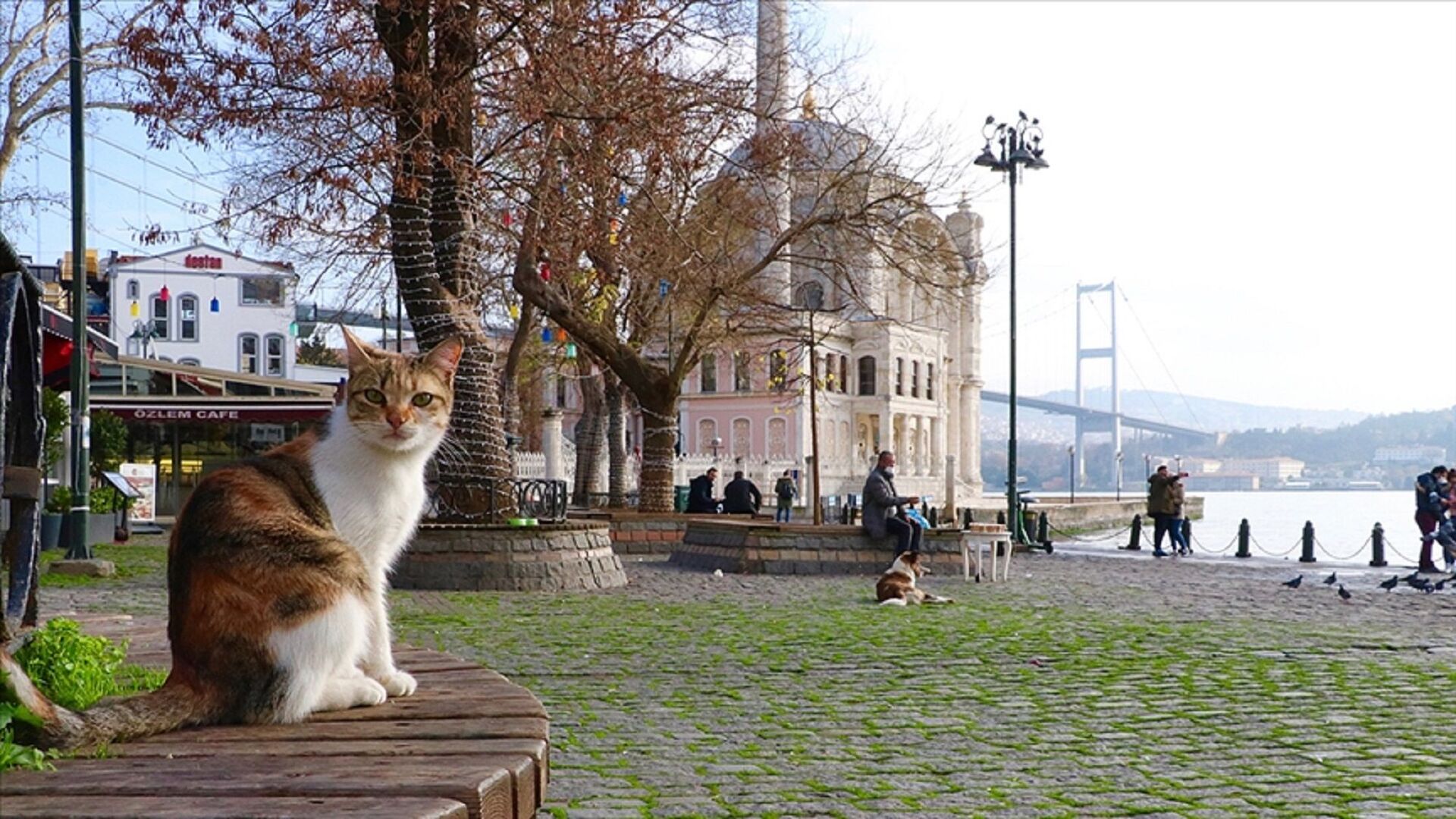 kedi  - güneşli hava  - Sputnik Türkiye, 1920, 11.11.2024