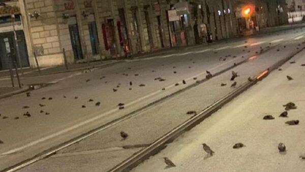Roma'da yeni yıl kutlamalarında kullanılan havai fişekler yüzlerce kuşun ölümüne neden oldu - Sputnik Türkiye