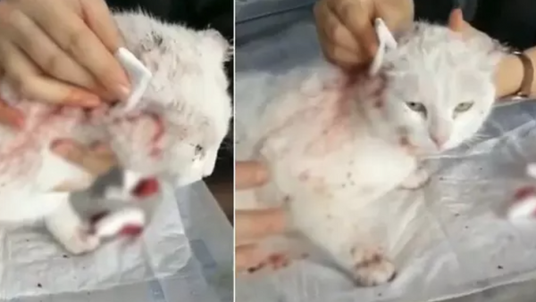 Kocaeli'nin Kartepe ilçesinde kulaklarının bir kısmı kesilmiş halde bulunan kedi, hayvanseverler tarafından veterinere götürüldü. - Sputnik Türkiye
